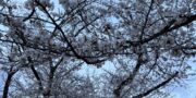 小金井桜まつり無事終了いたしました！